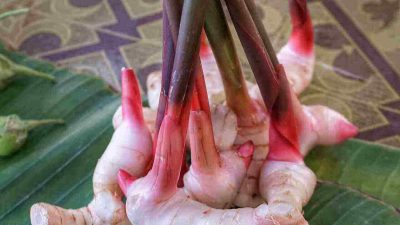 Benefits of Galangal for Traditional Health